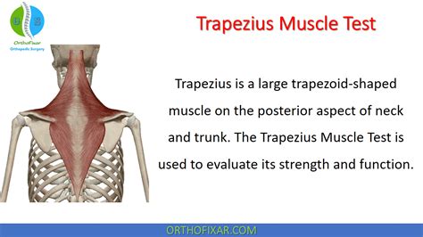 trapezius muscle tear test|shoulder trapezius strength test.